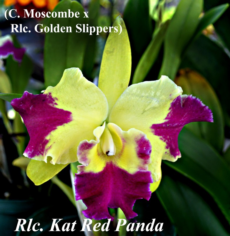 Rlc. Kat Red Panda \'Dragon Cat\'